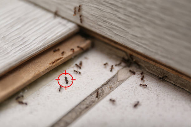 Best Emergency Pest Control  in Basin, WY