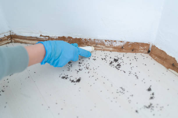 Trusted Basin, WY Pest Control Experts